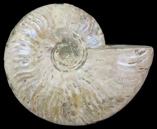 Silver Iridescent Ammonite - Madagascar #64847